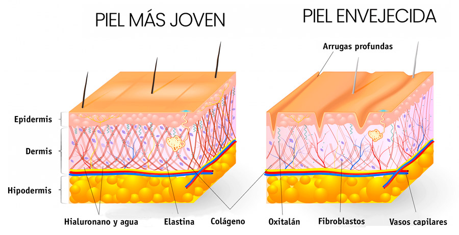 El colágeno